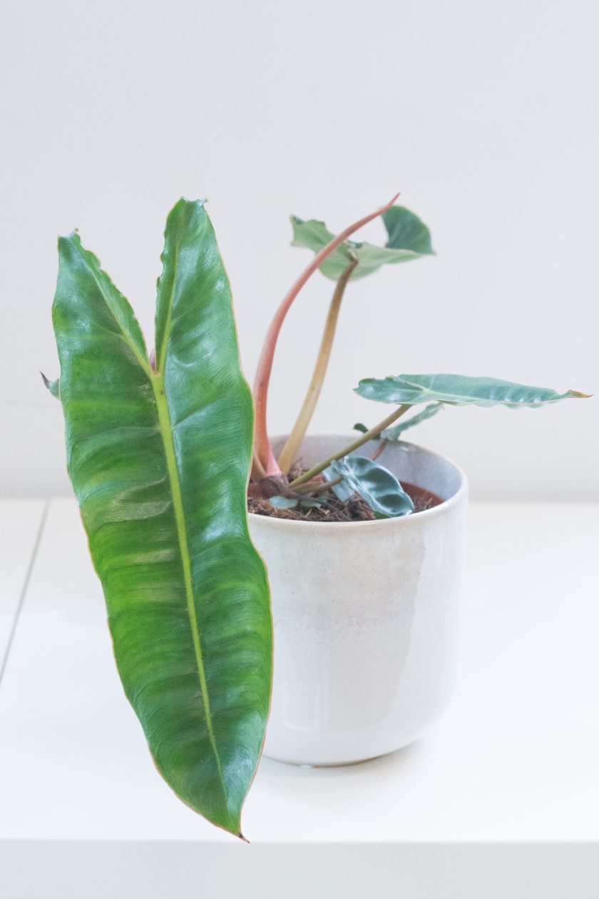 Philodendron 69686