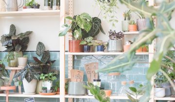 Welke planten kunnen prima in de zon staan?