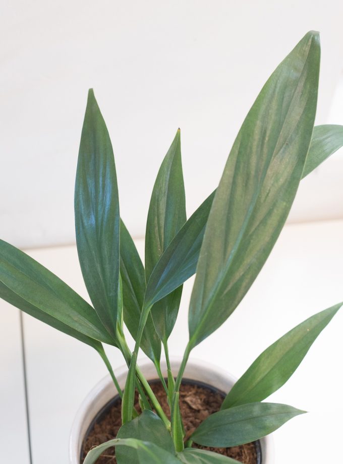 Epipremnum Amplissimum
