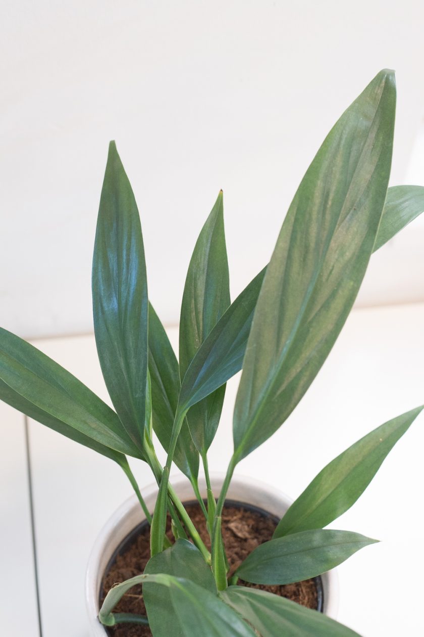 Epipremnum Amplissimum