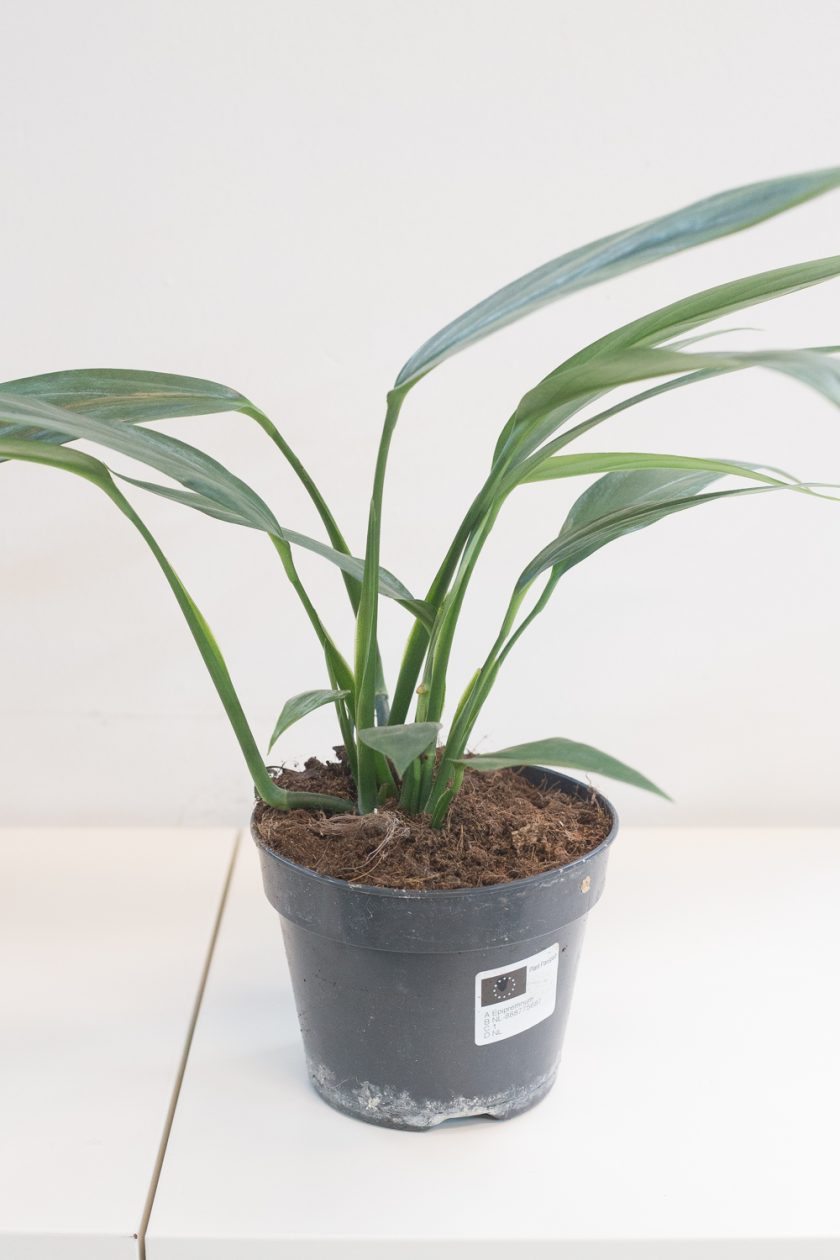Epipremnum Amplissimum