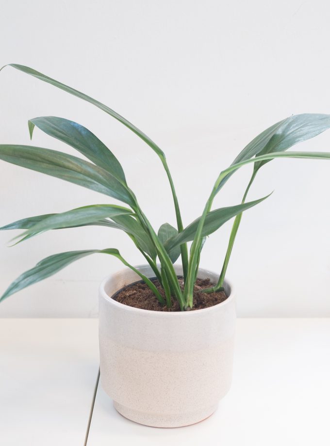 Epipremnum Amplissimum