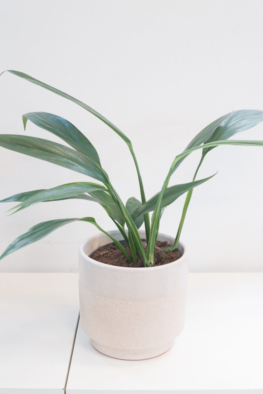 Epipremnum Amplissimum