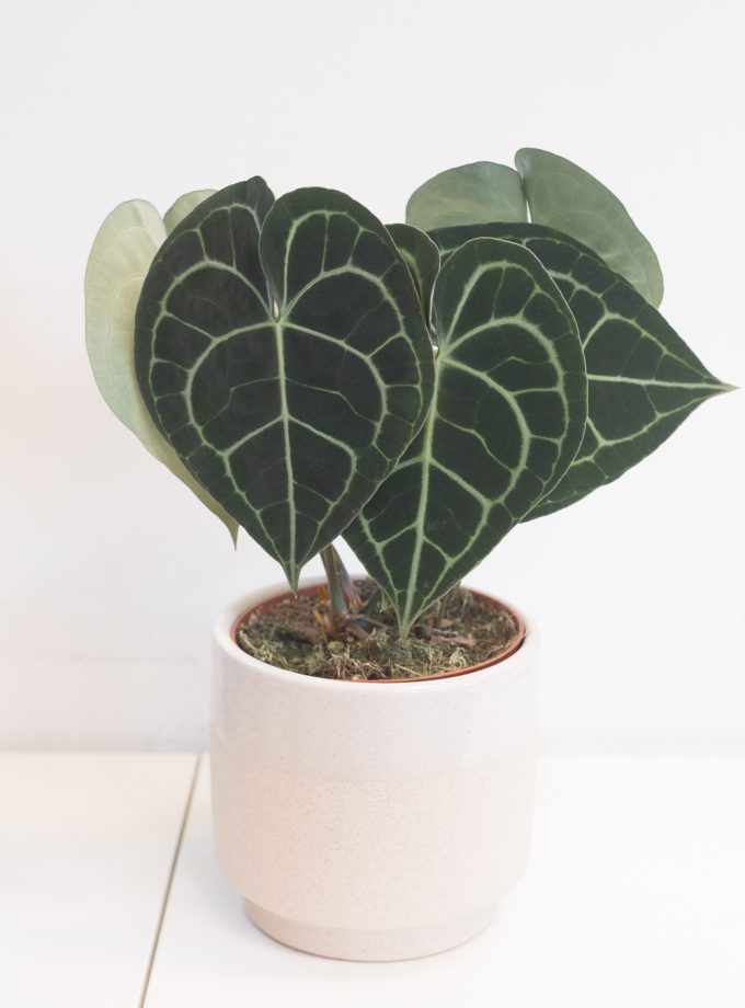 Anthurium Clarinervium