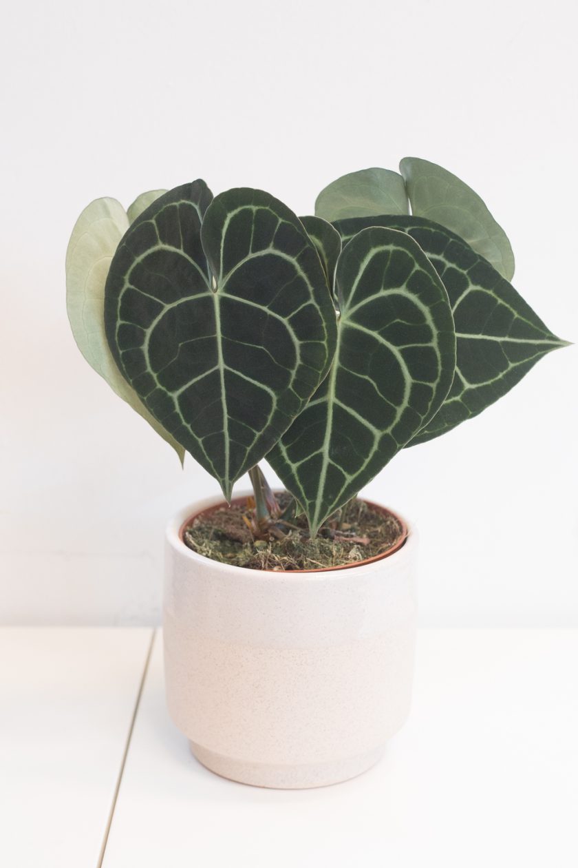Anthurium Clarinervium