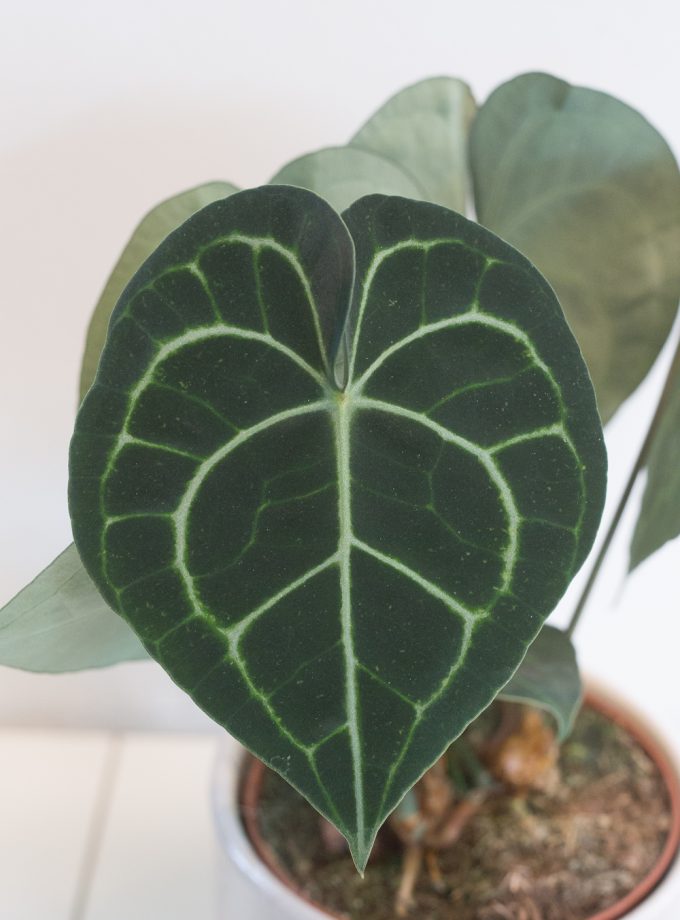 Anthurium Clarinervium