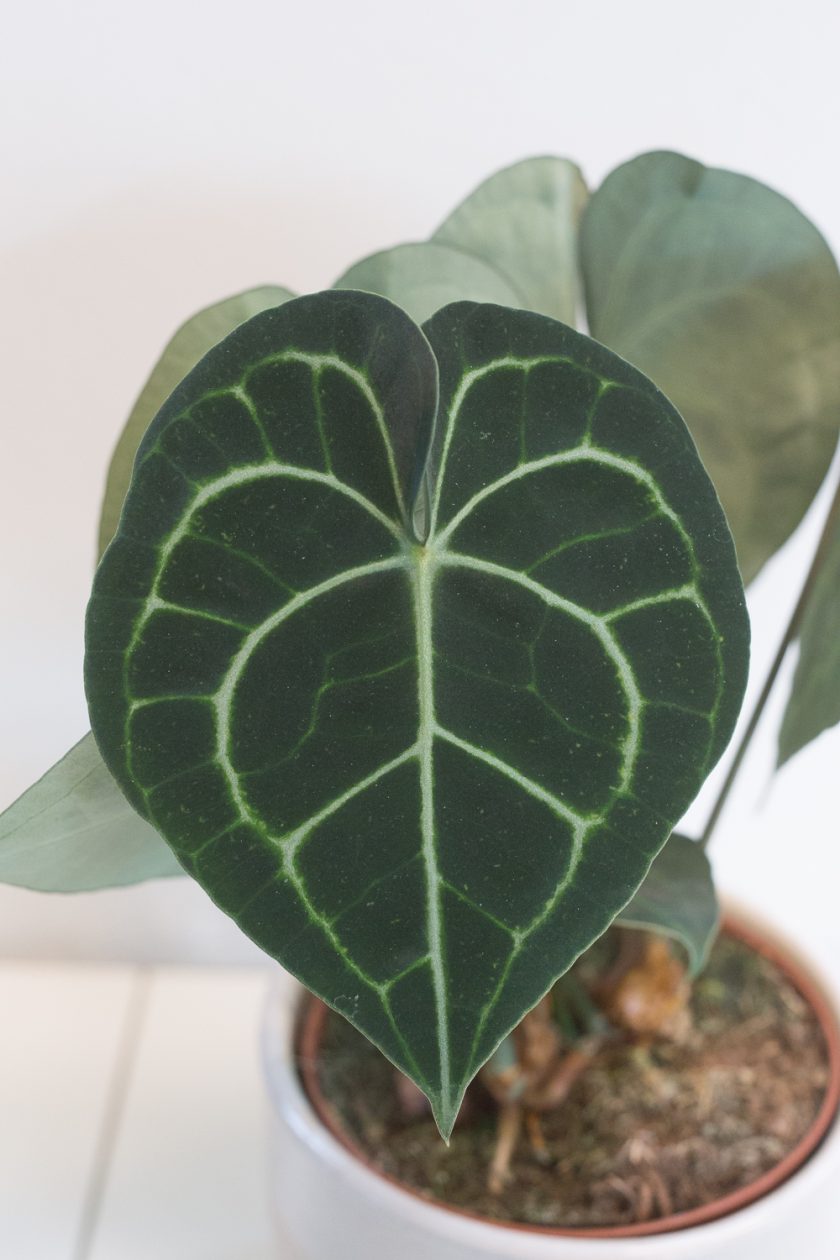 Anthurium Clarinervium