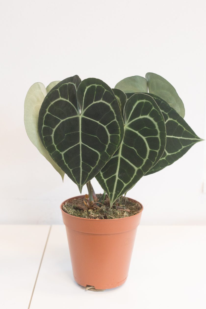 Anthurium Clarinervium