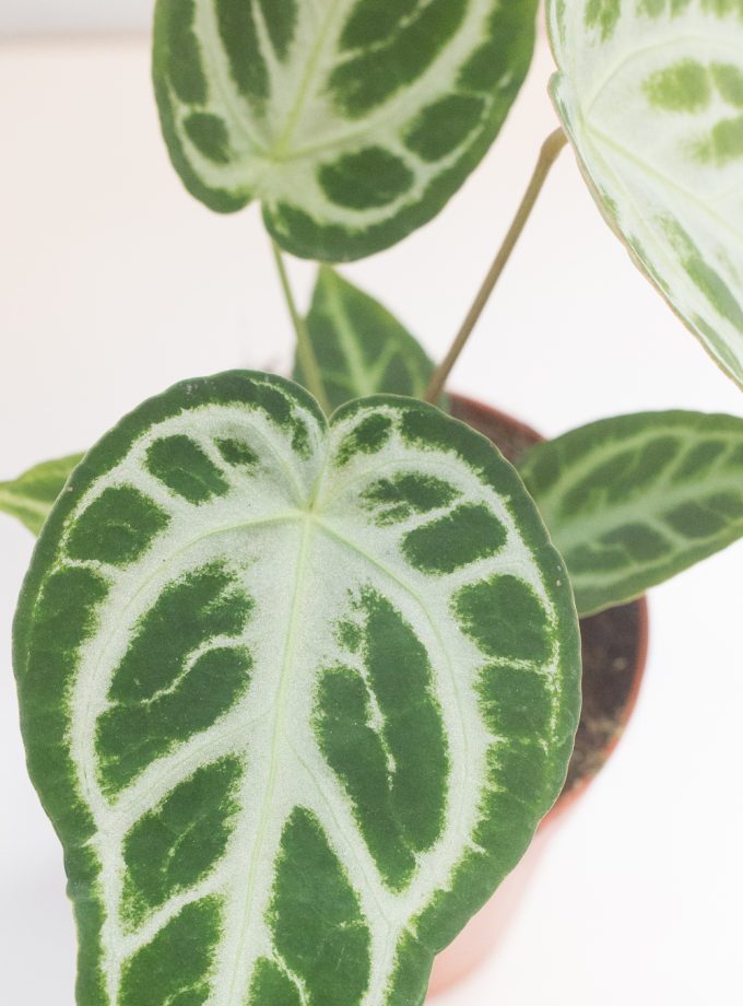 anthurium silver blush