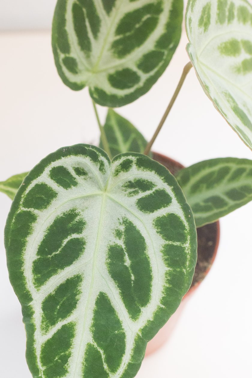 anthurium silver blush