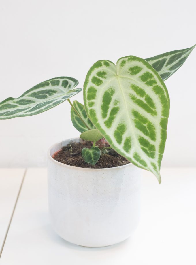 anthurium silver blush