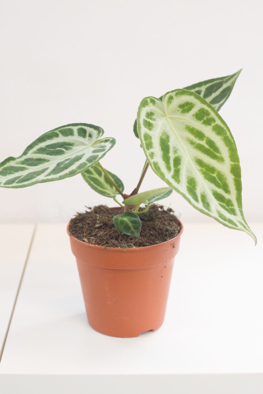anthurium silver blush