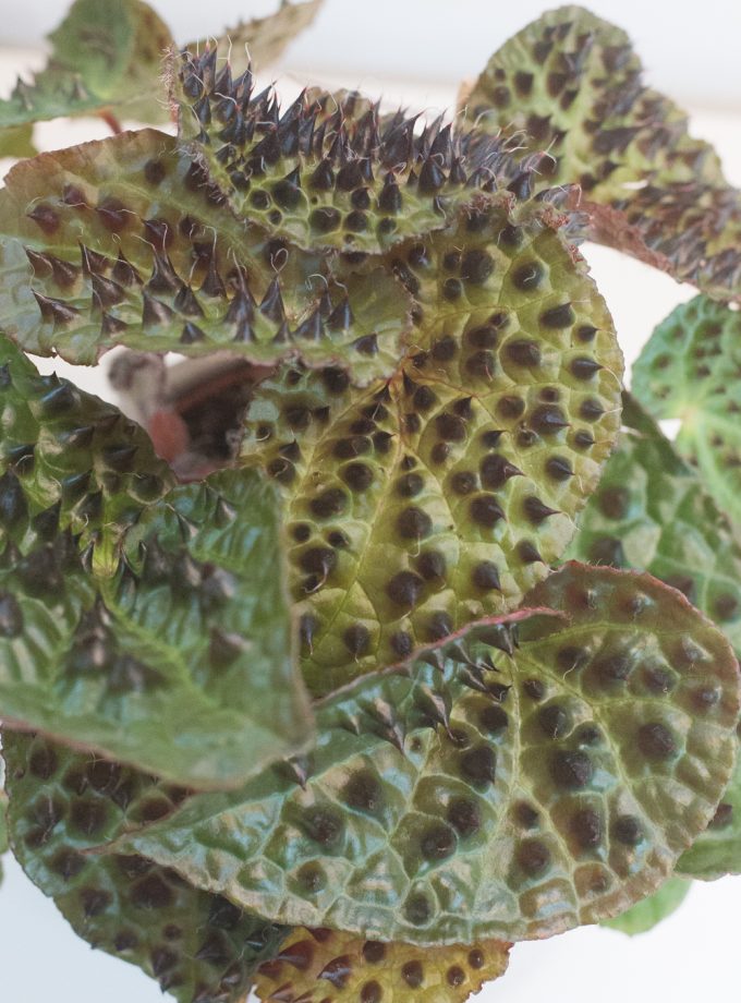 Begonia Ferox