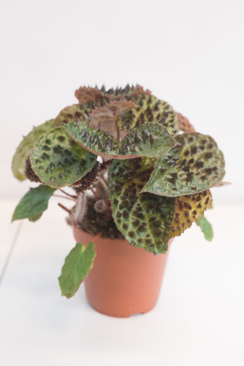 Begonia Ferox