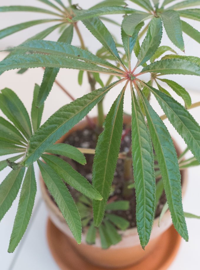 Begonia Luxurians