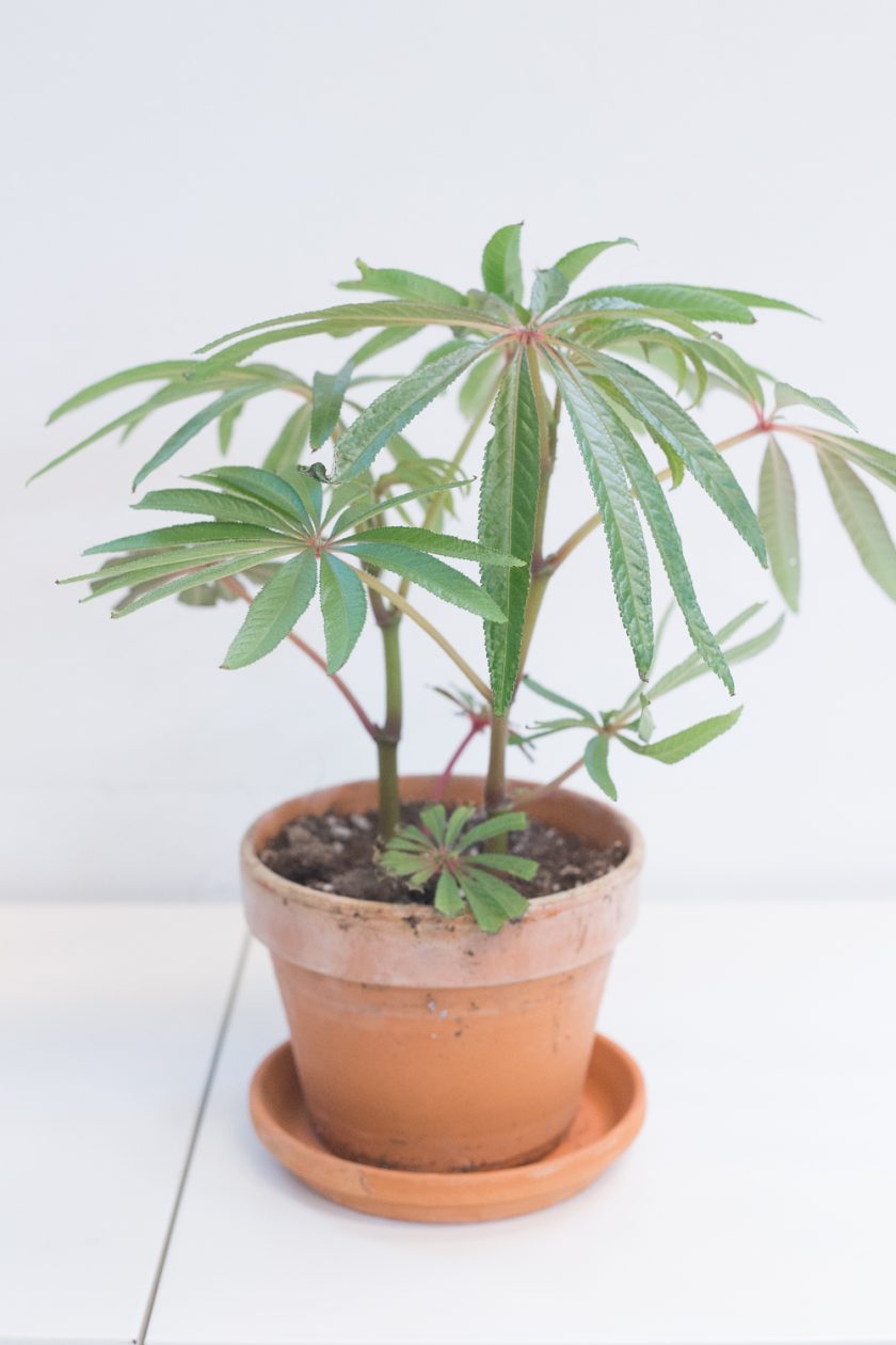 Begonia Luxurians
