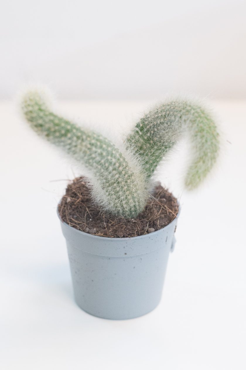 Hildewintera Colademononis