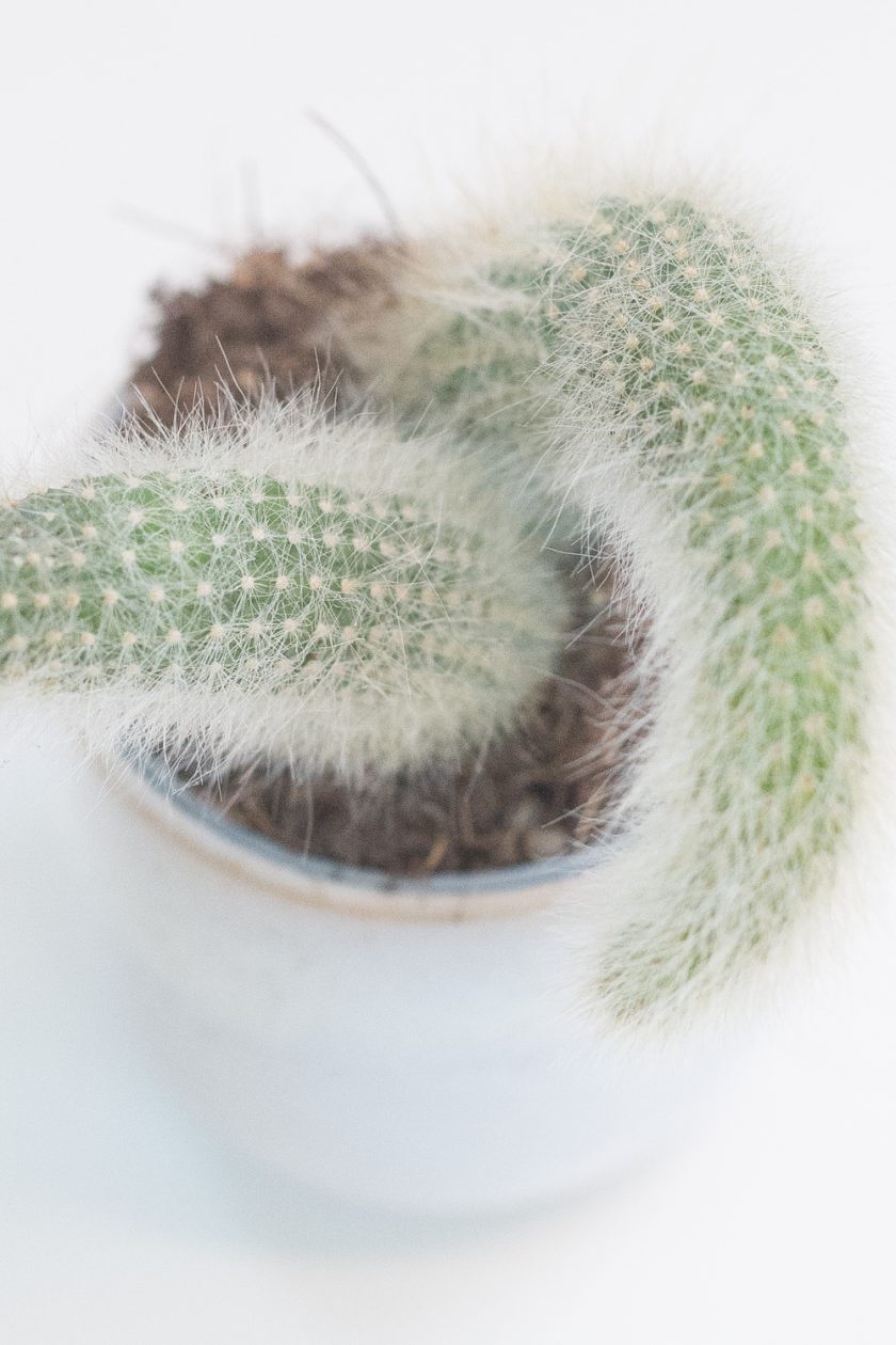 Hildewintera Colademononis
