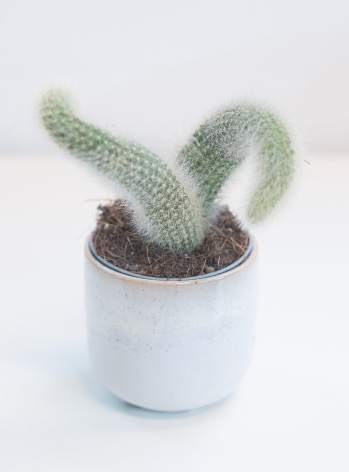 Hildewintera Colademononis