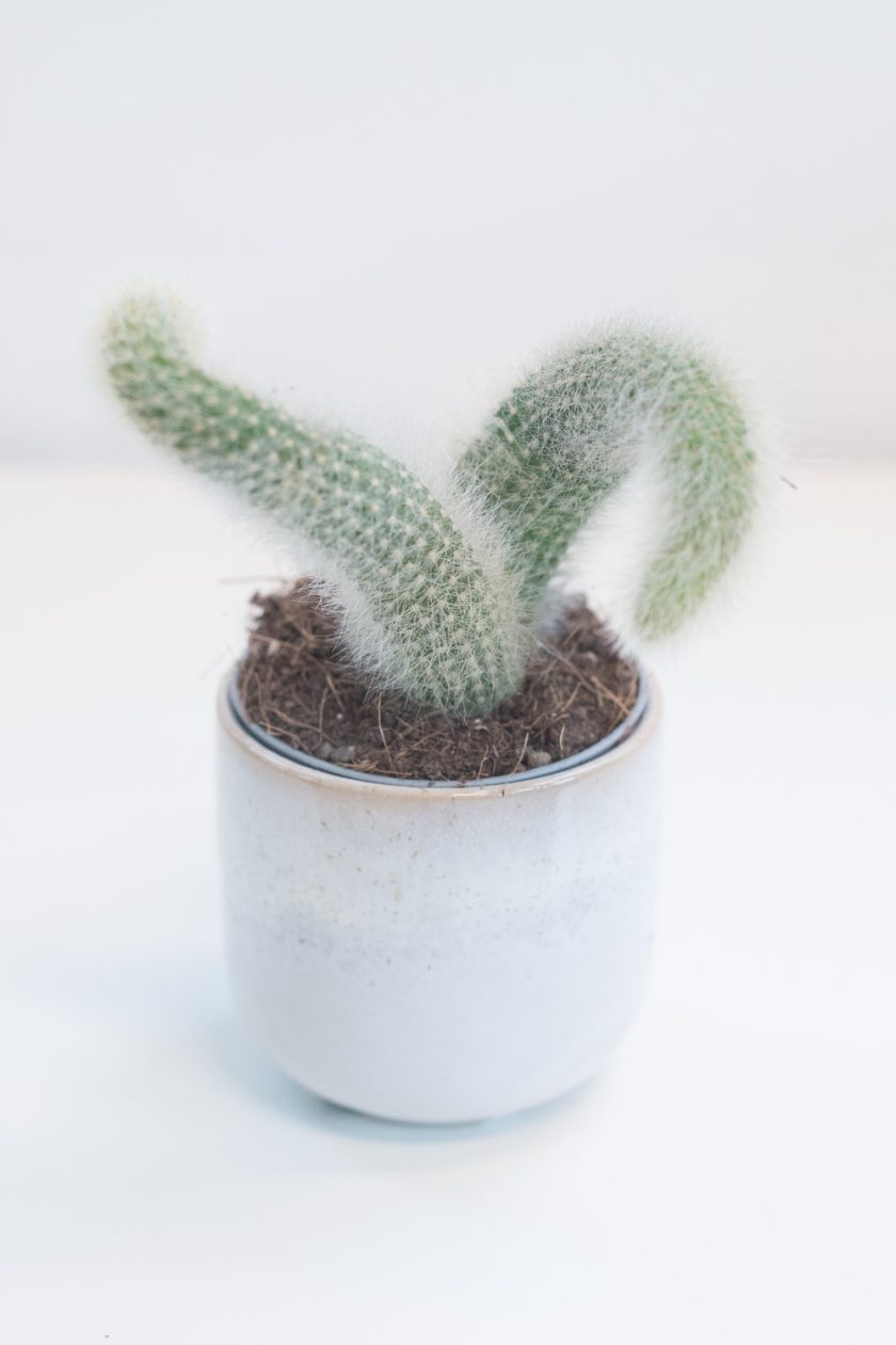 Hildewintera Colademononis