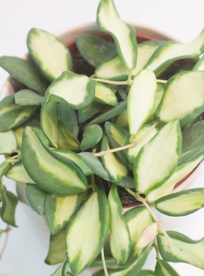 Hoya DS-70 variegata