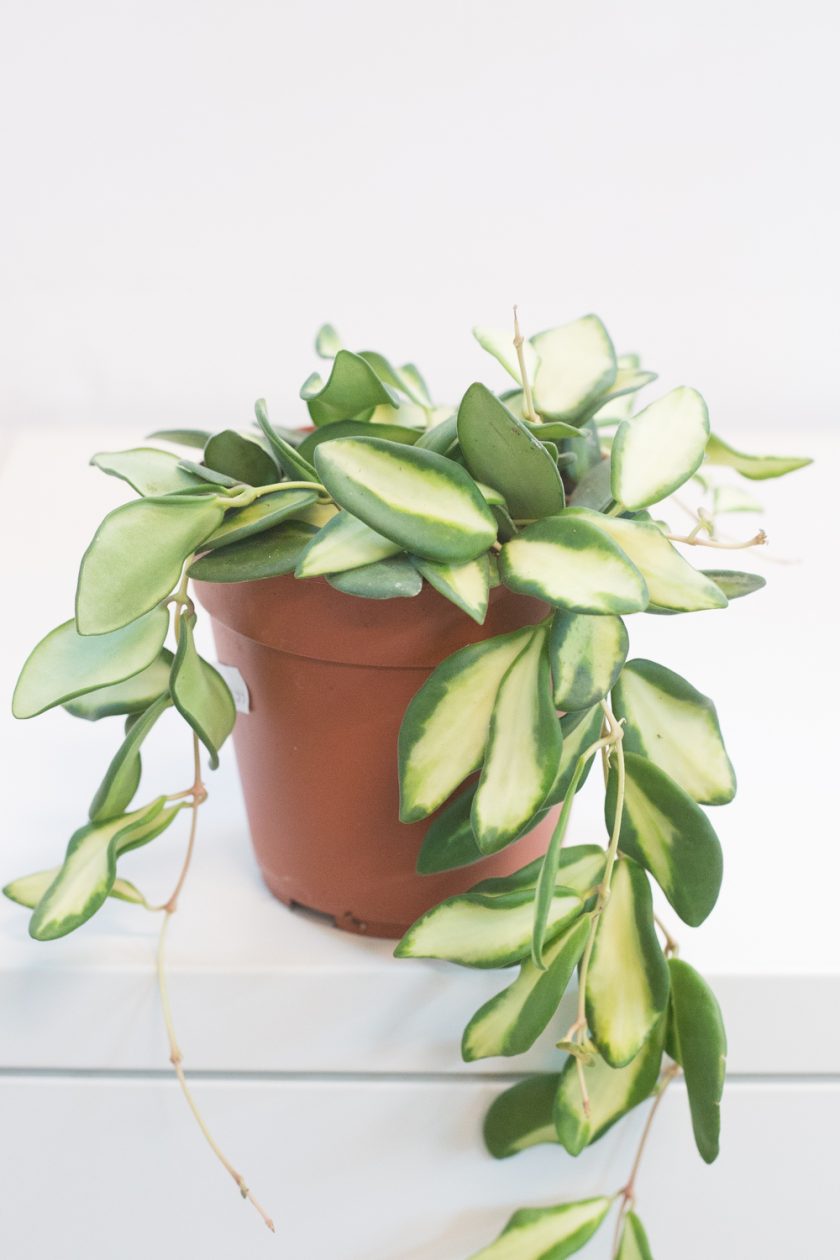 Hoya DS-70 variegata