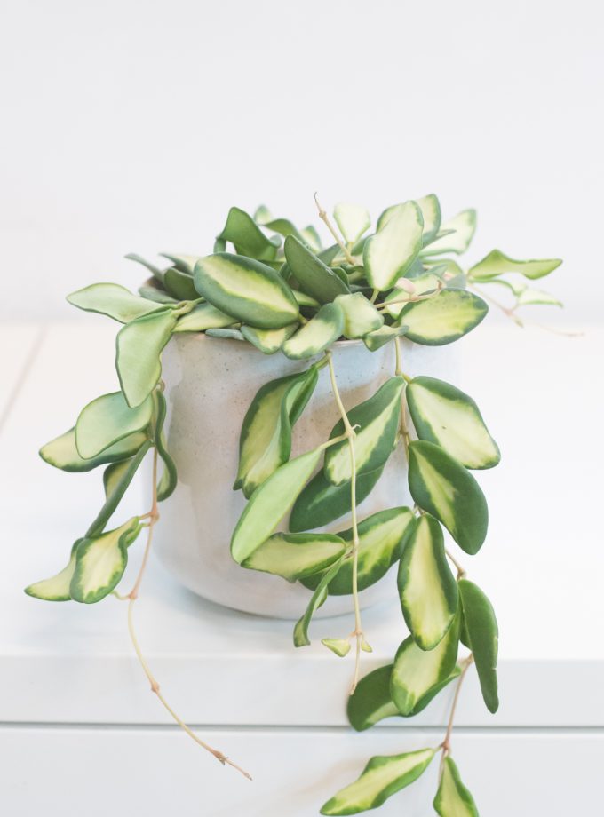 Hoya DS-70 variegata