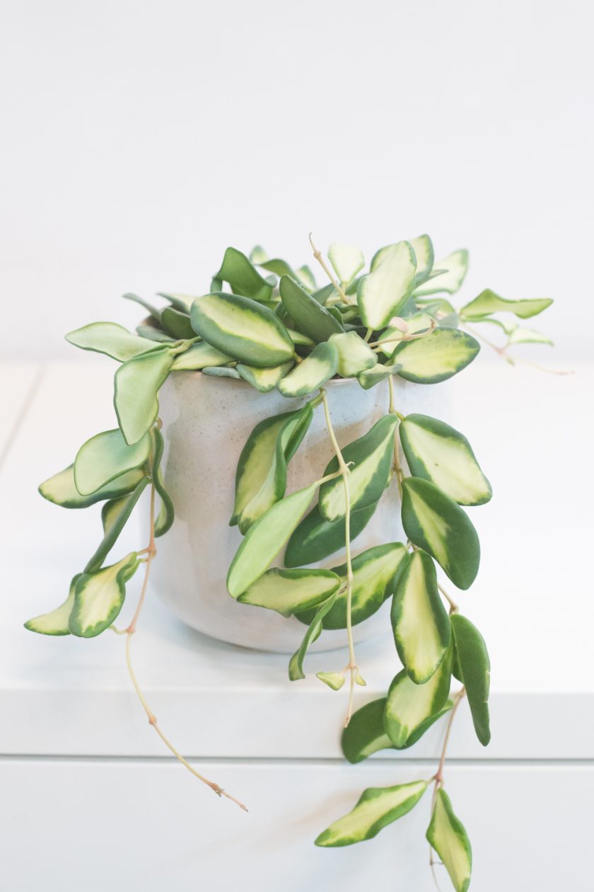 Hoya DS-70 variegata