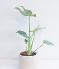 Monstera Thai Constellation