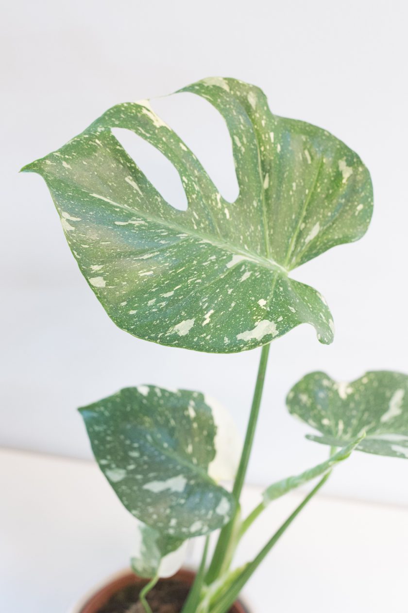 Monstera Thai Constellation