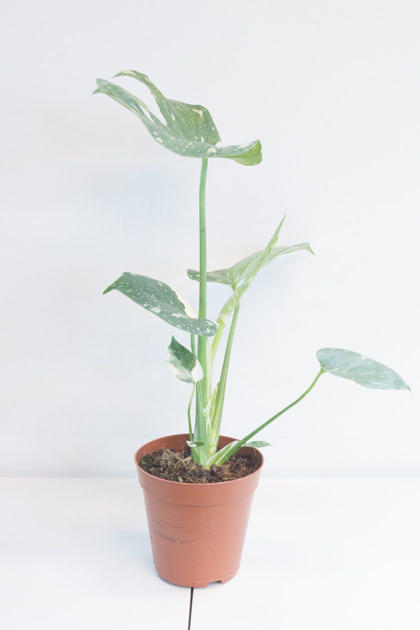 Monstera Thai Constellation