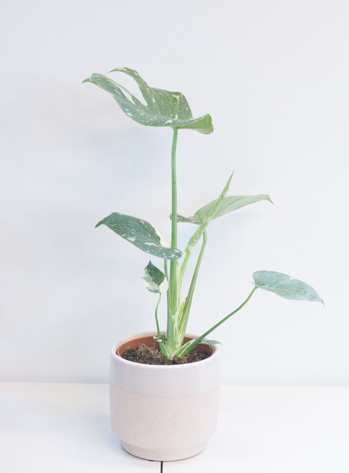Monstera Thai Constellation