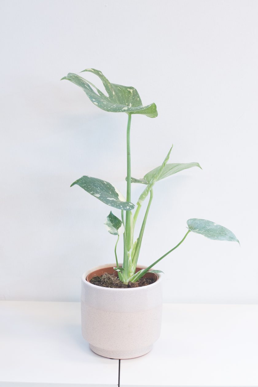 Monstera Thai Constellation