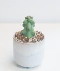 Myrtillocactus Geometrizans Fukurokuryuzinboku