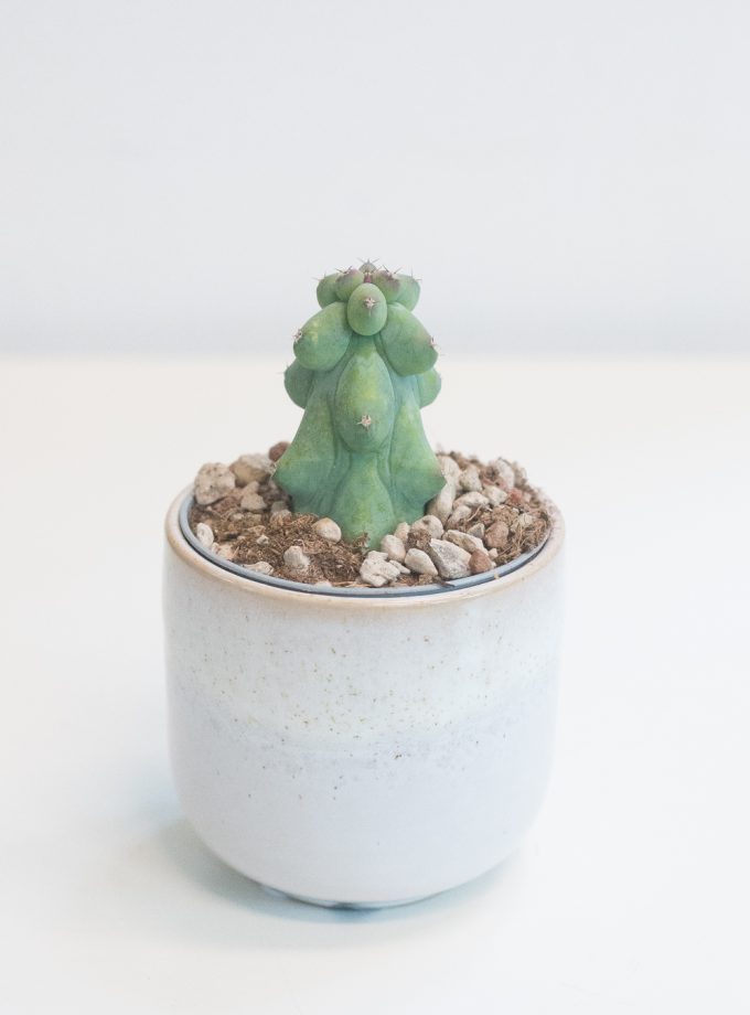 Myrtillocactus Geometrizans Fukurokuryuzinboku