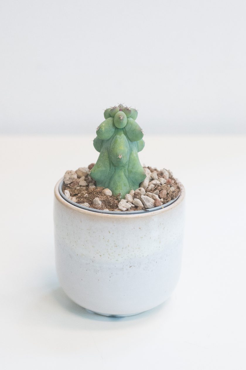 Myrtillocactus Geometrizans Fukurokuryuzinboku