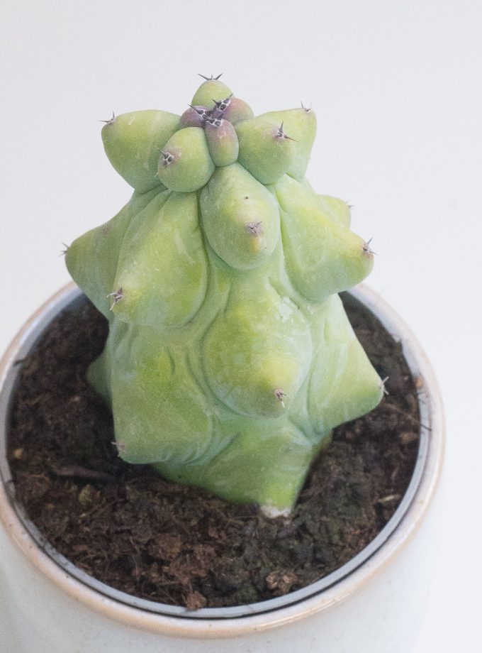 Myrtillocactus Geometrizans Fukurokuryuzinboku