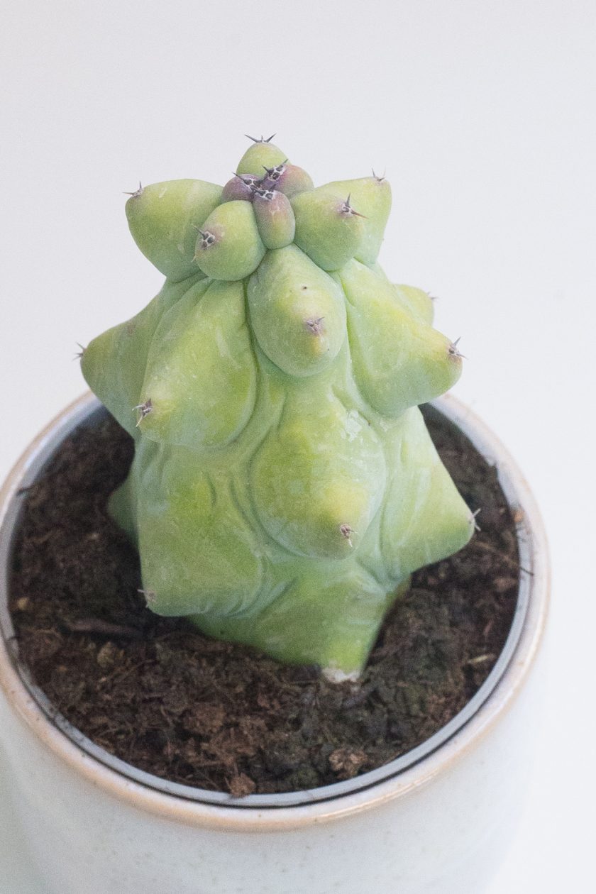 Myrtillocactus Geometrizans Fukurokuryuzinboku