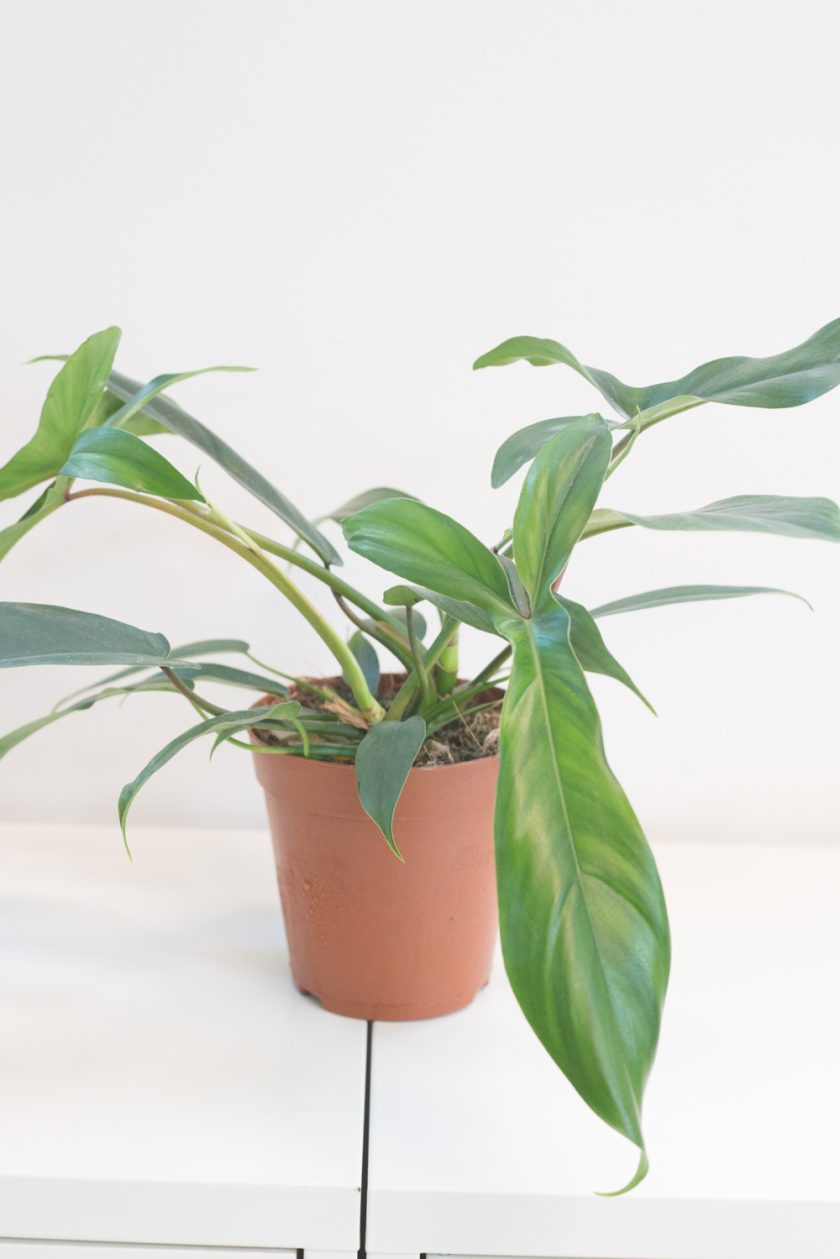 Philodendron 69686