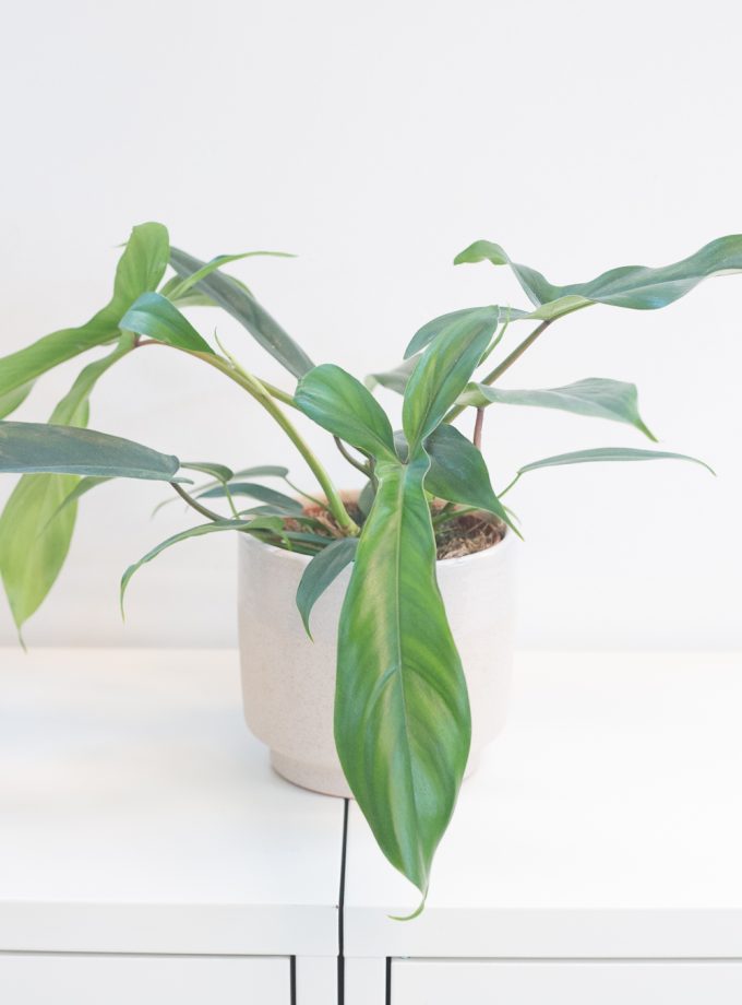 Philodendron 69686