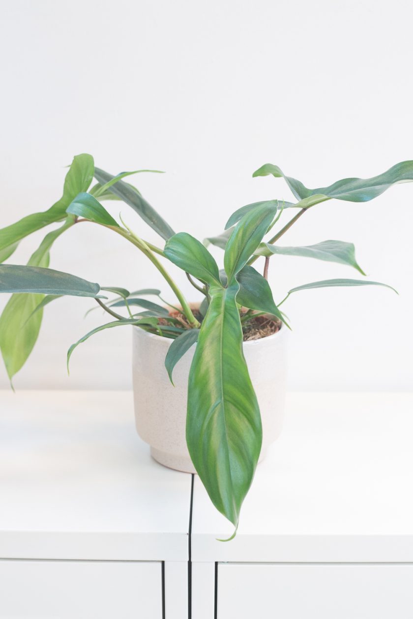 Philodendron 69686