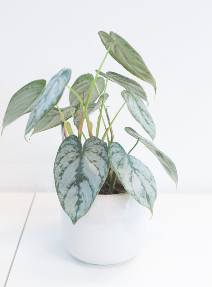 Philodendron Brandtianum