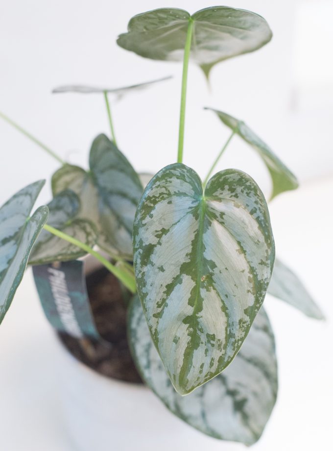 Philodendron Brandtianum