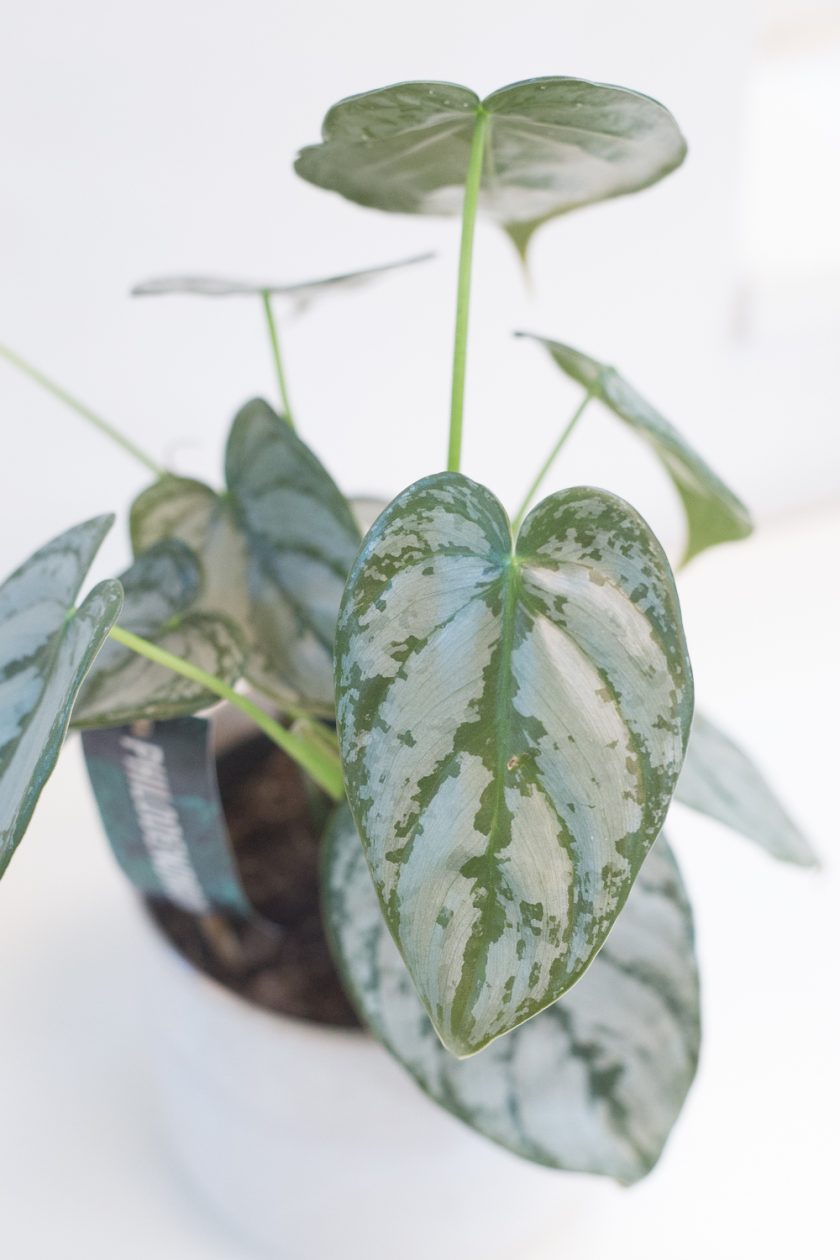 Philodendron Brandtianum