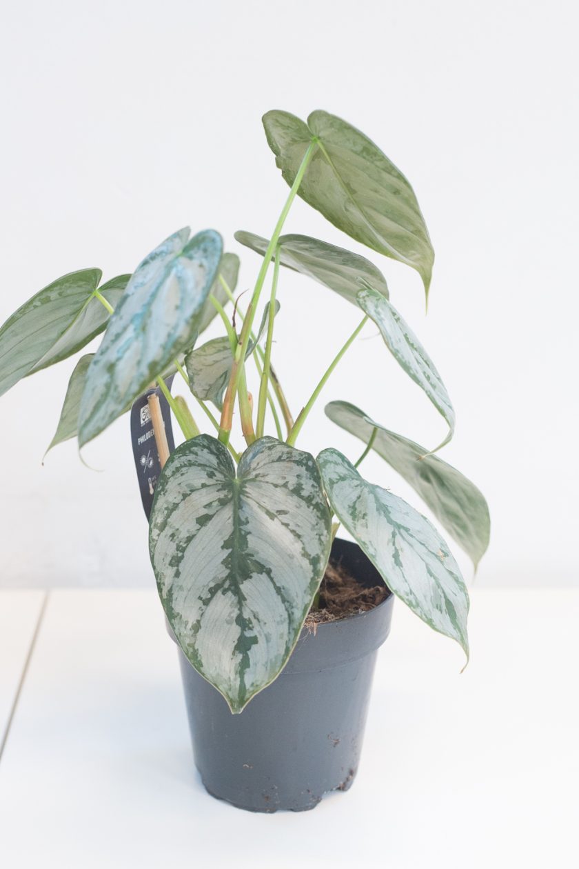 Philodendron Brandtianum