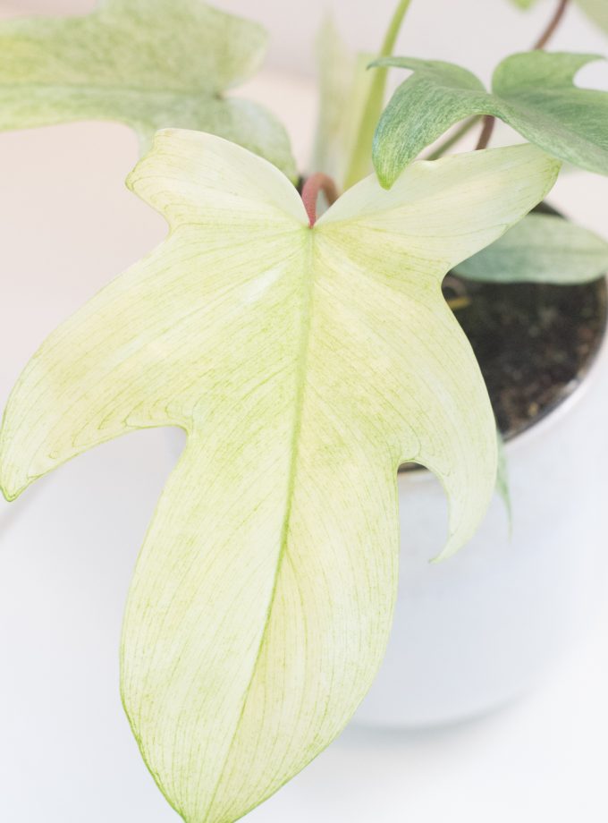 philodendron florida ghost