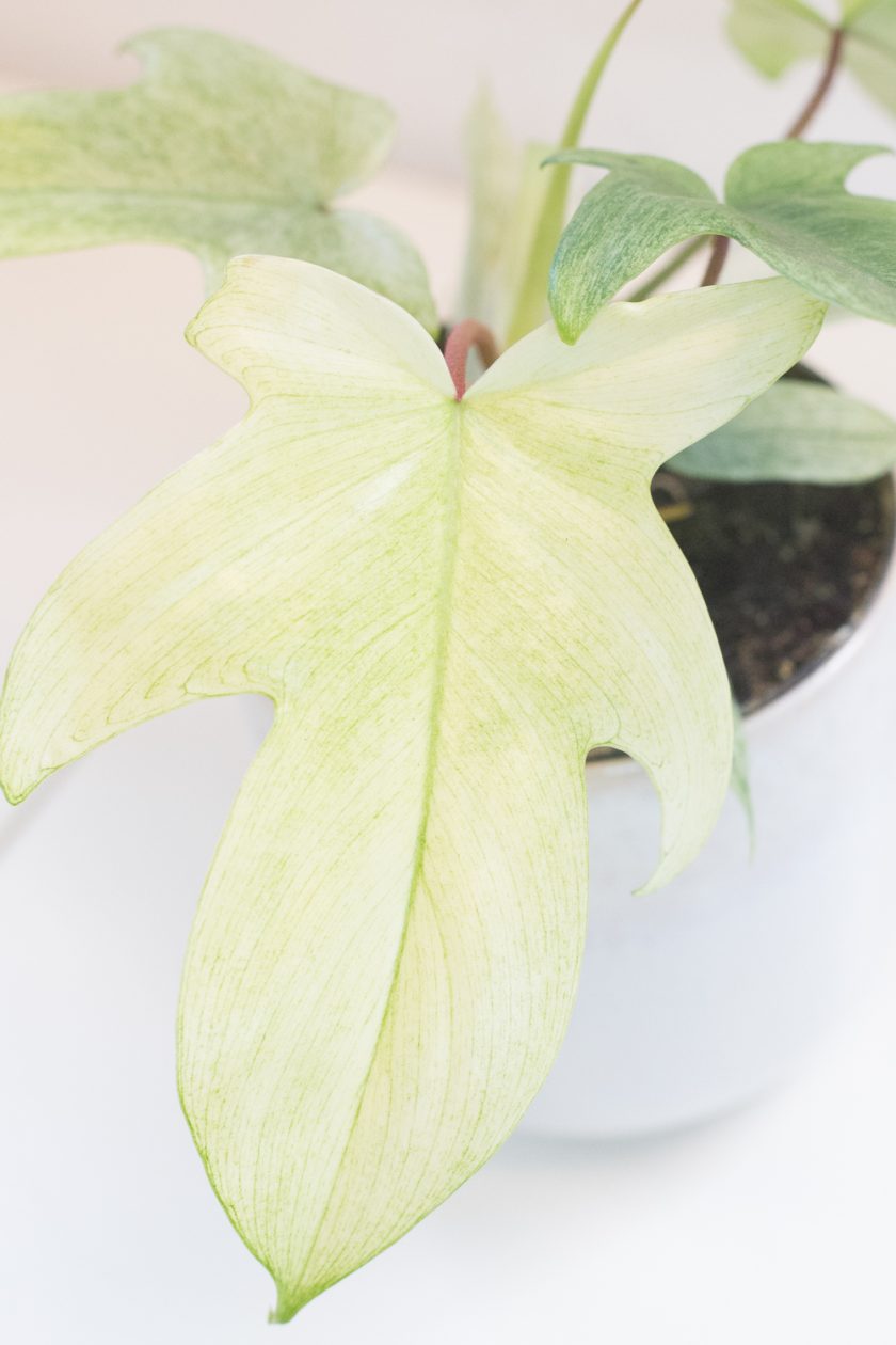 philodendron florida ghost