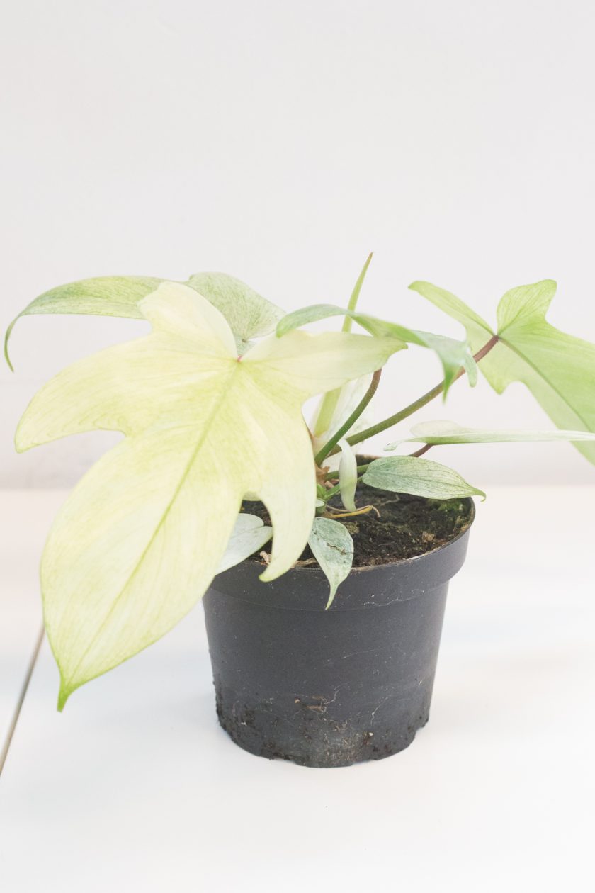 philodendron florida ghost
