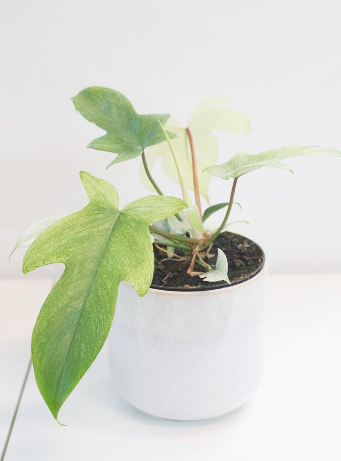 philodendron florida ghost