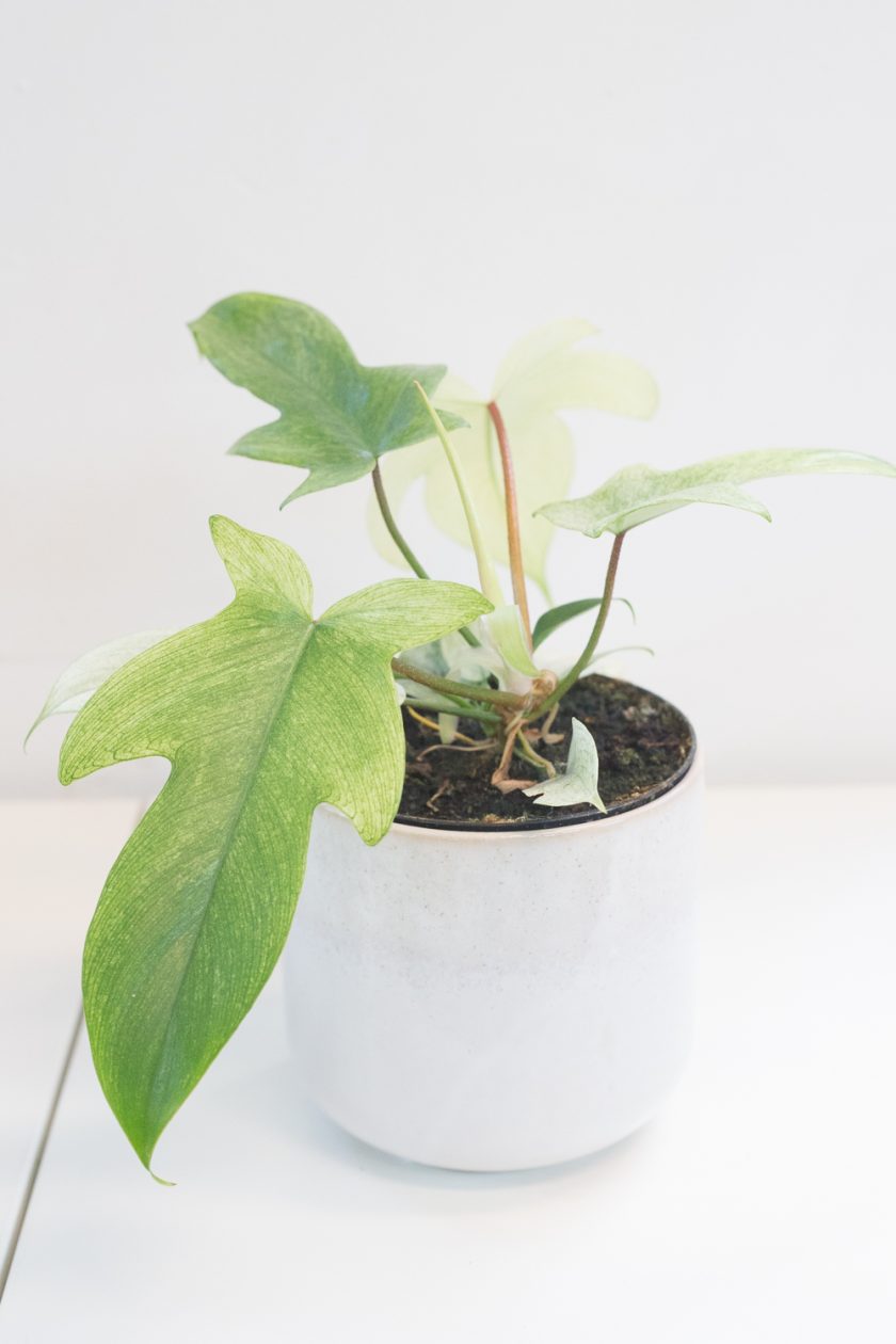 philodendron florida ghost